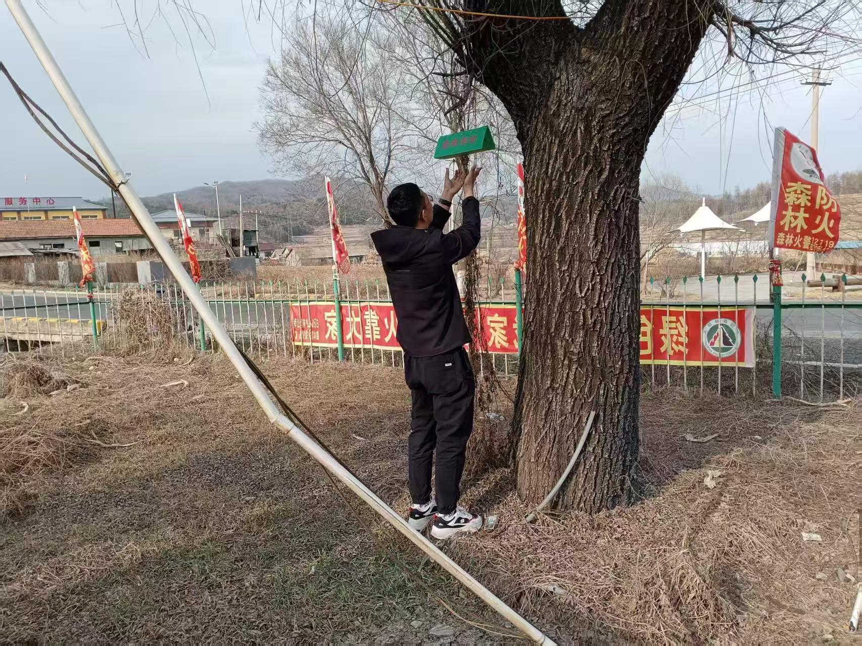 白石山林业有限公司开展悬挂美国白蛾诱捕器工作 (1).jpg