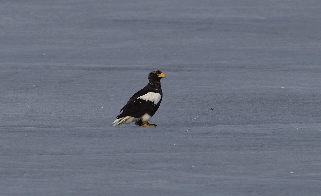 虎头海雕 Haliaeetus pelagicus